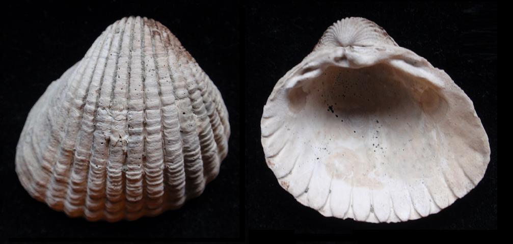 Cerastoderma edule  (L., 1758) - Pliocene - Toscana